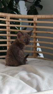 Кошеня шоу класа шикарного окрасу