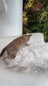 Кошеня шоу класа шикарного окрасу