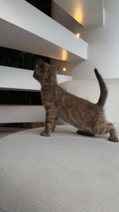 Кошеня шоу класа шикарного окрасу