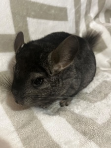 Темна ебоні