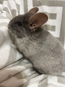 Білий Вілсон