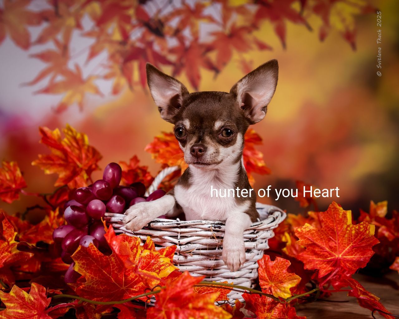 Мини девочка