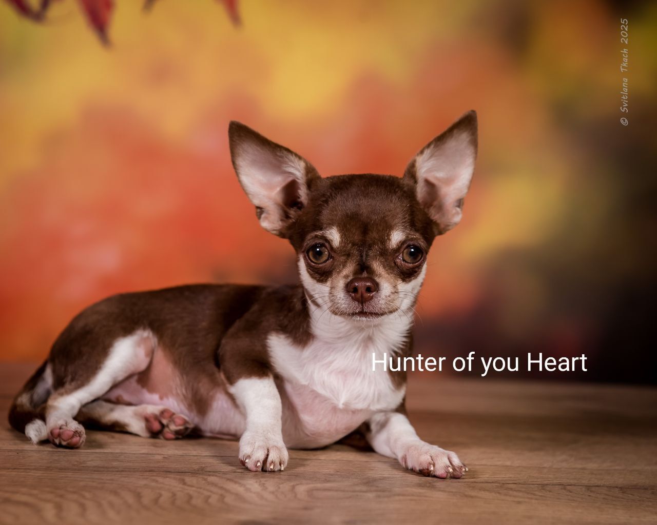 Мини девочка