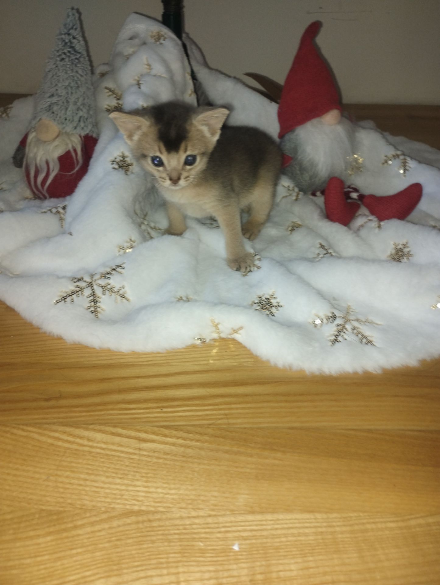 Блакитний хлопчик шукає родину!