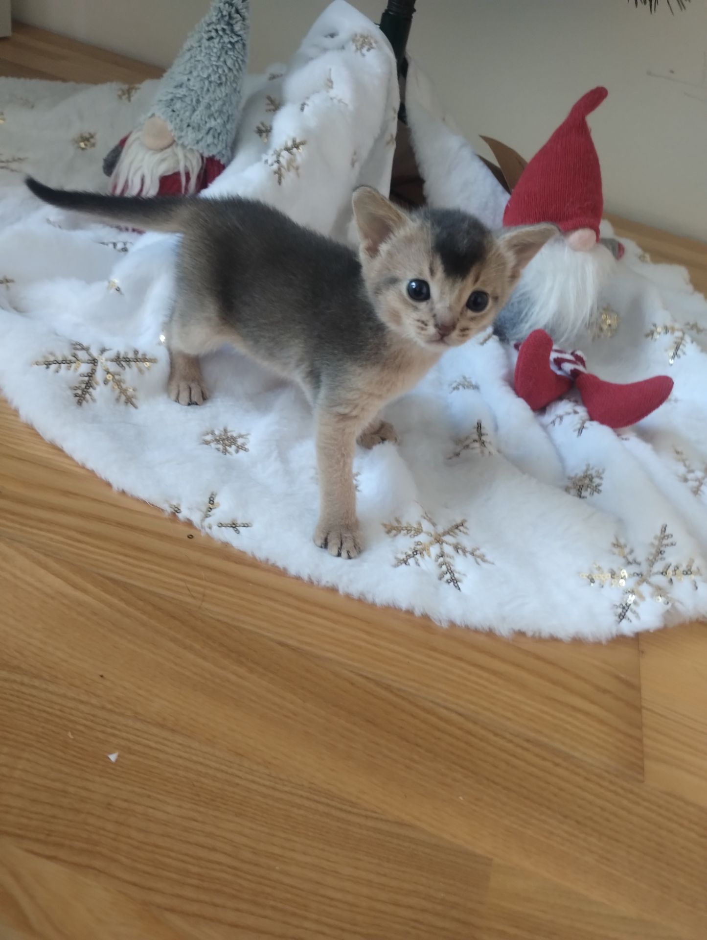 Блакитний хлопчик шукає родину!