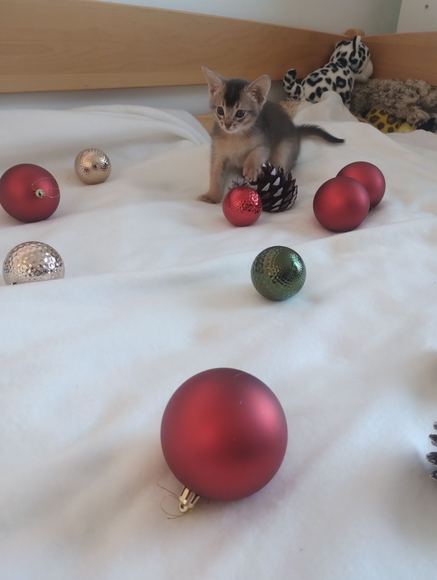 Блакитний хлопчик шукає родину!