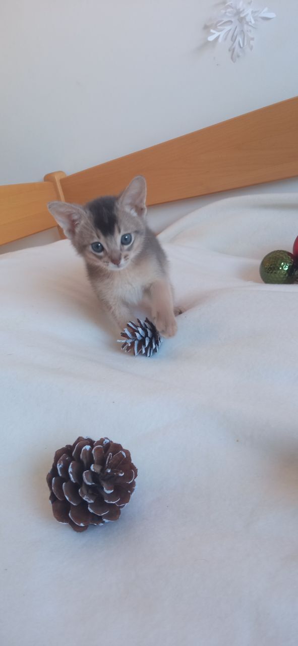 Блакитний хлопчик шукає родину!