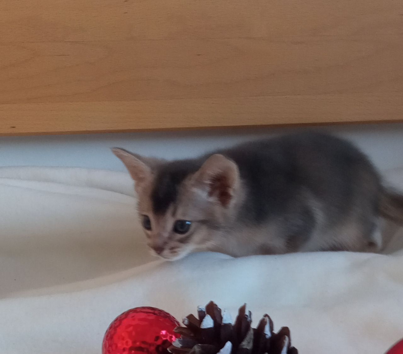 Блакитний хлопчик шукає родину!