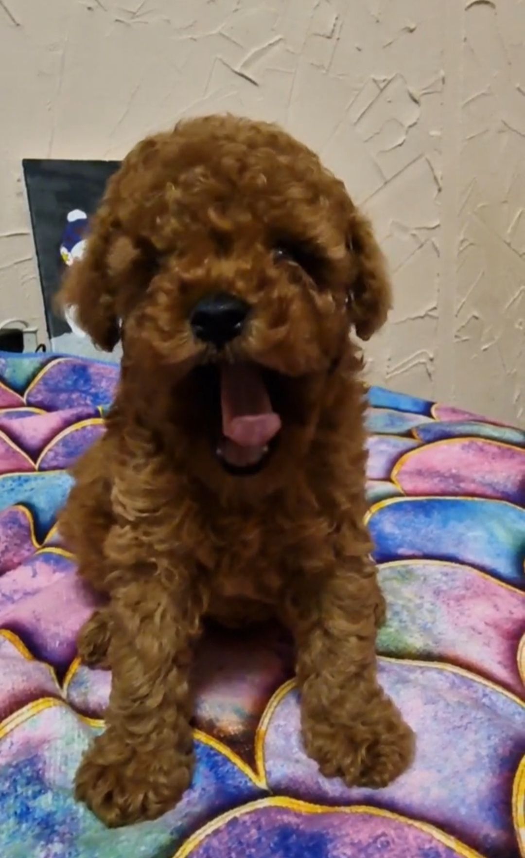 ПОСЛЕДНИЙ той пудель мальчик