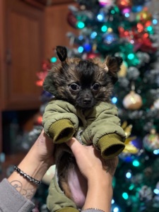 Чіхуашка довгошерсна дівчинка