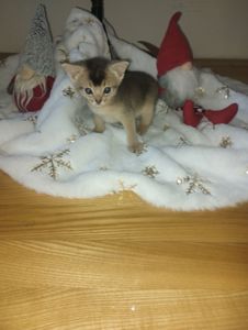 Блакитний хлопчик шукає родину!