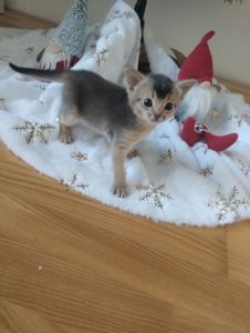 Блакитний хлопчик шукає родину!