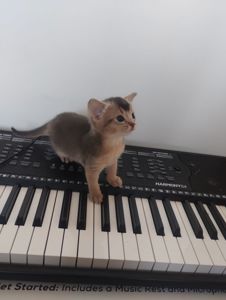 Блакитний хлопчик шукає родину!