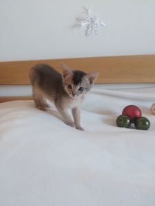 Блакитний хлопчик шукає родину!