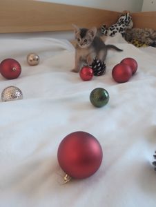 Блакитний хлопчик шукає родину!