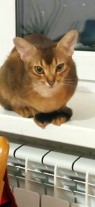 Блакитний хлопчик шукає родину!