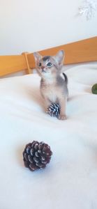 Блакитний хлопчик шукає родину!