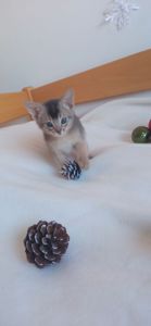 Блакитний хлопчик шукає родину!