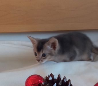 Блакитний хлопчик шукає родину!