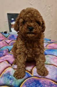 ПОСЛЕДНИЙ той пудель мальчик