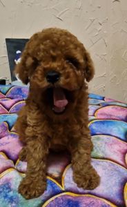 ПОСЛЕДНИЙ той пудель мальчик