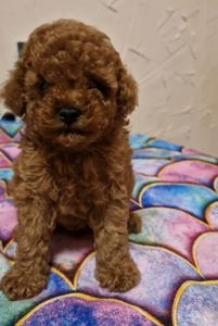 ПОСЛЕДНИЙ той пудель мальчик