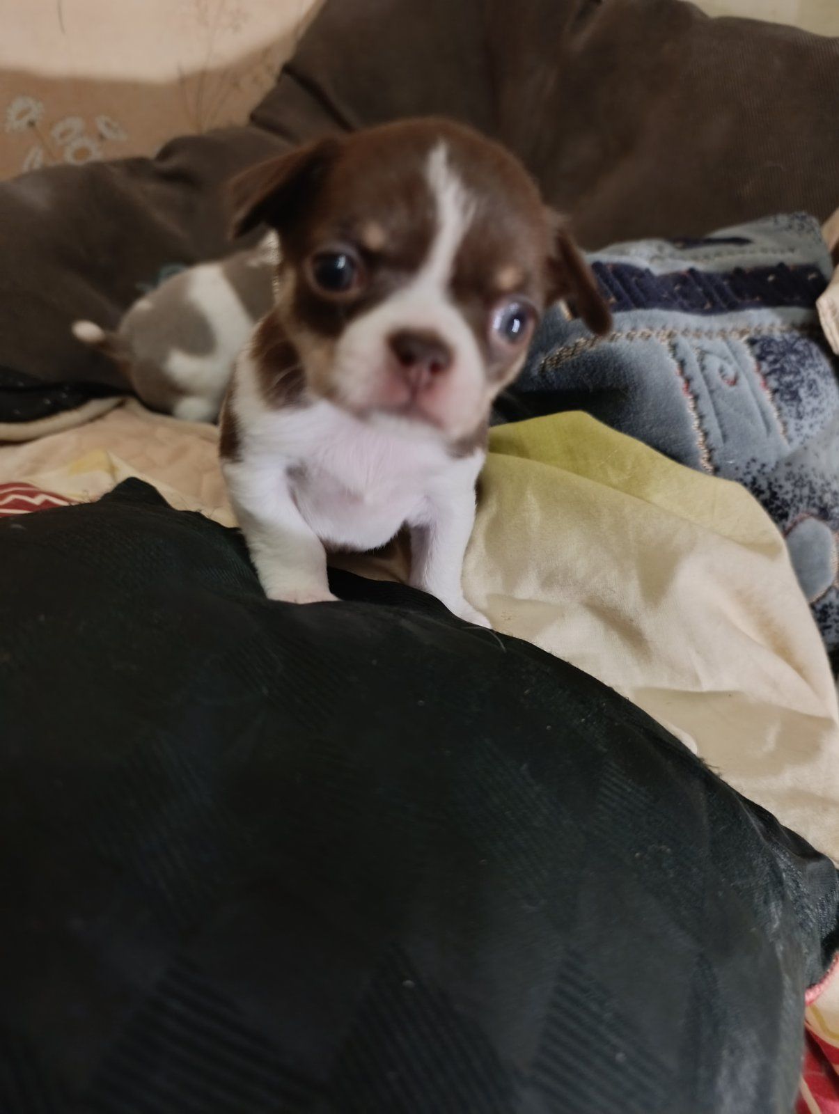 Цуцинята ЧИхуахуа дуже гарні ходять на пиленку