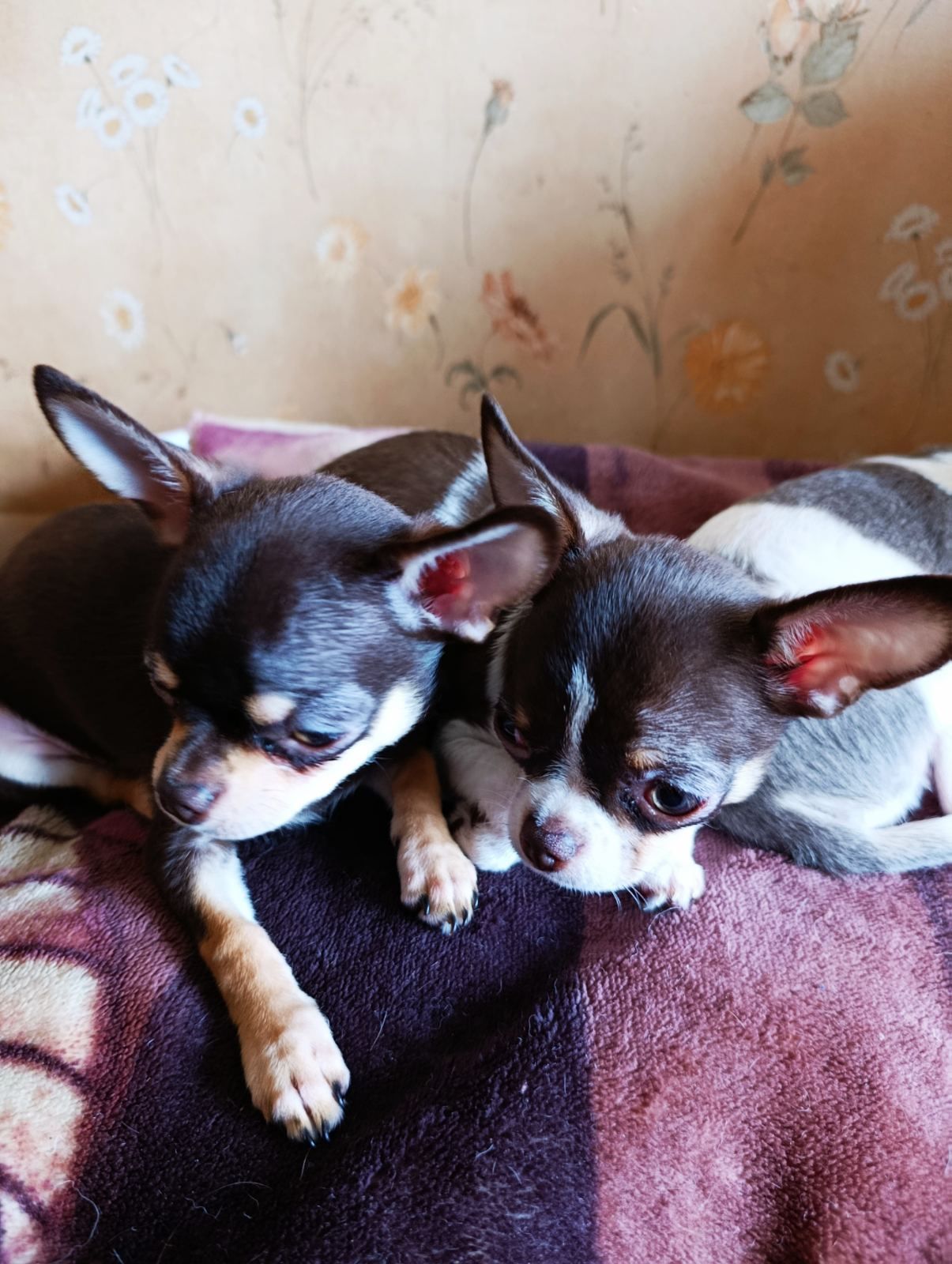 Цуцинята ЧИхуахуа дуже гарні ходять на пиленку