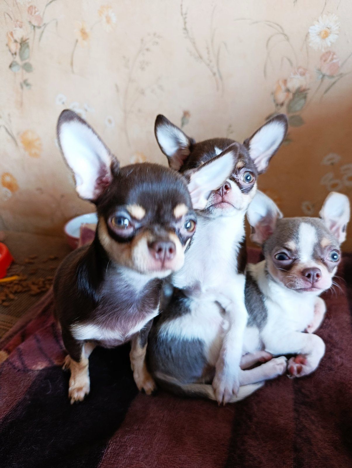 Цуцинята ЧИхуахуа дуже гарні ходять на пиленку