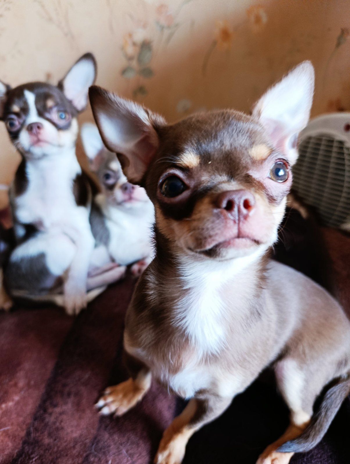 Цуцинята ЧИхуахуа дуже гарні ходять на пиленку