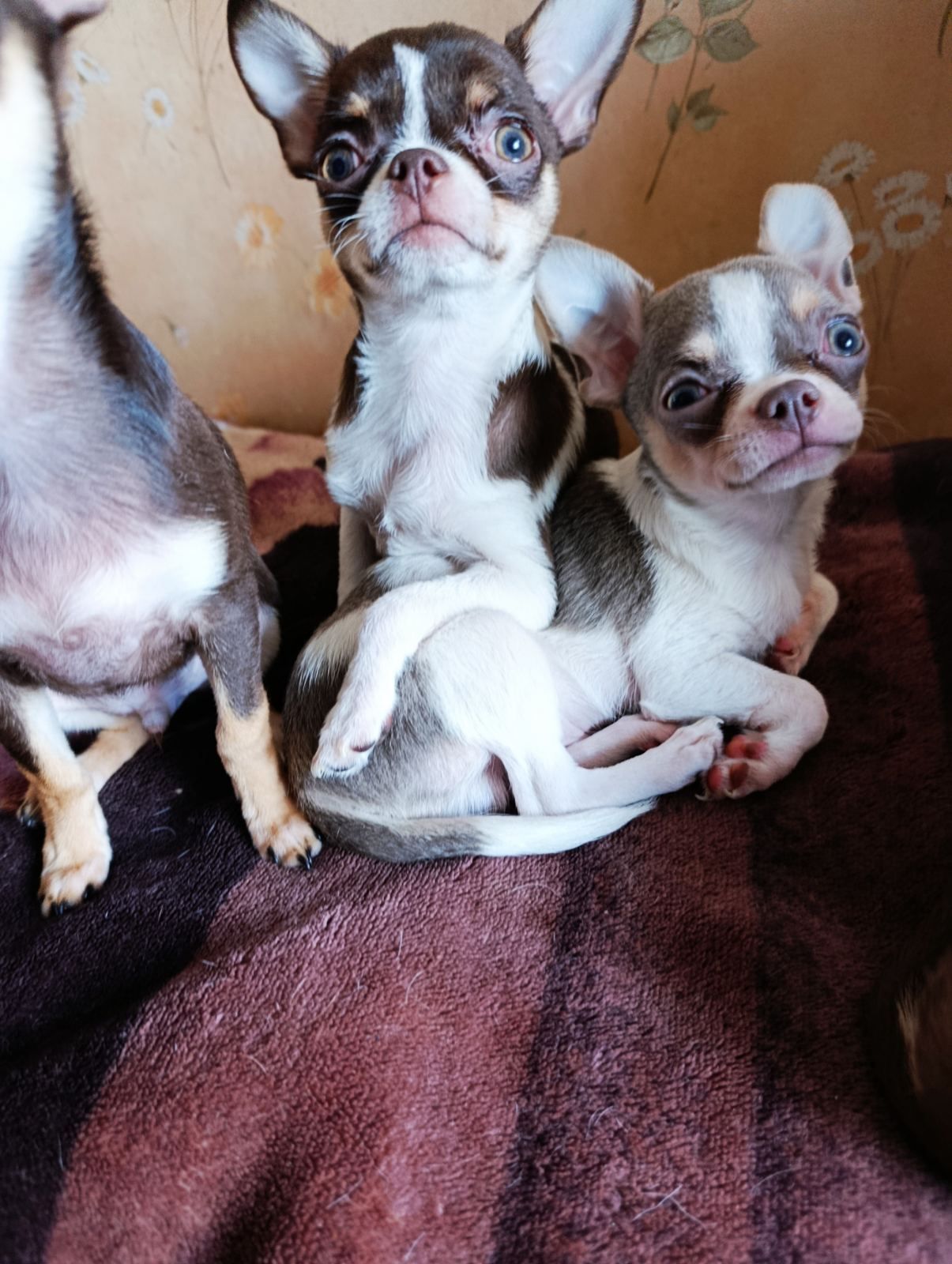 Цуцинята ЧИхуахуа дуже гарні ходять на пиленку