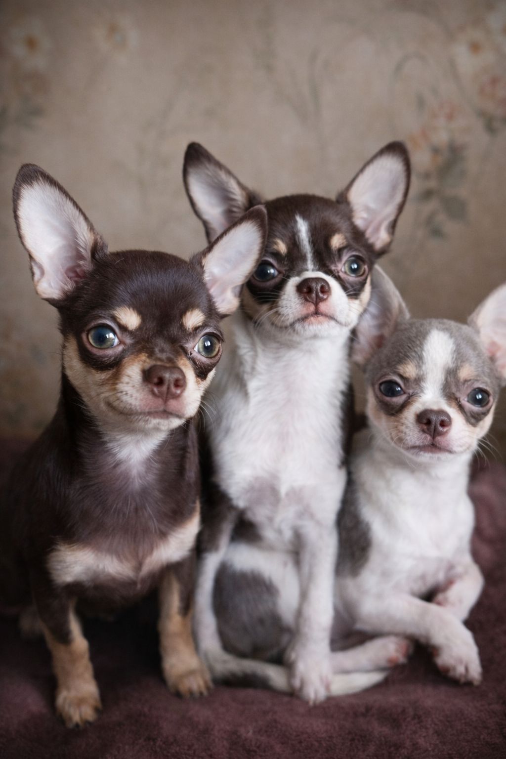 Цуцинята ЧИхуахуа дуже гарні ходять на пиленку