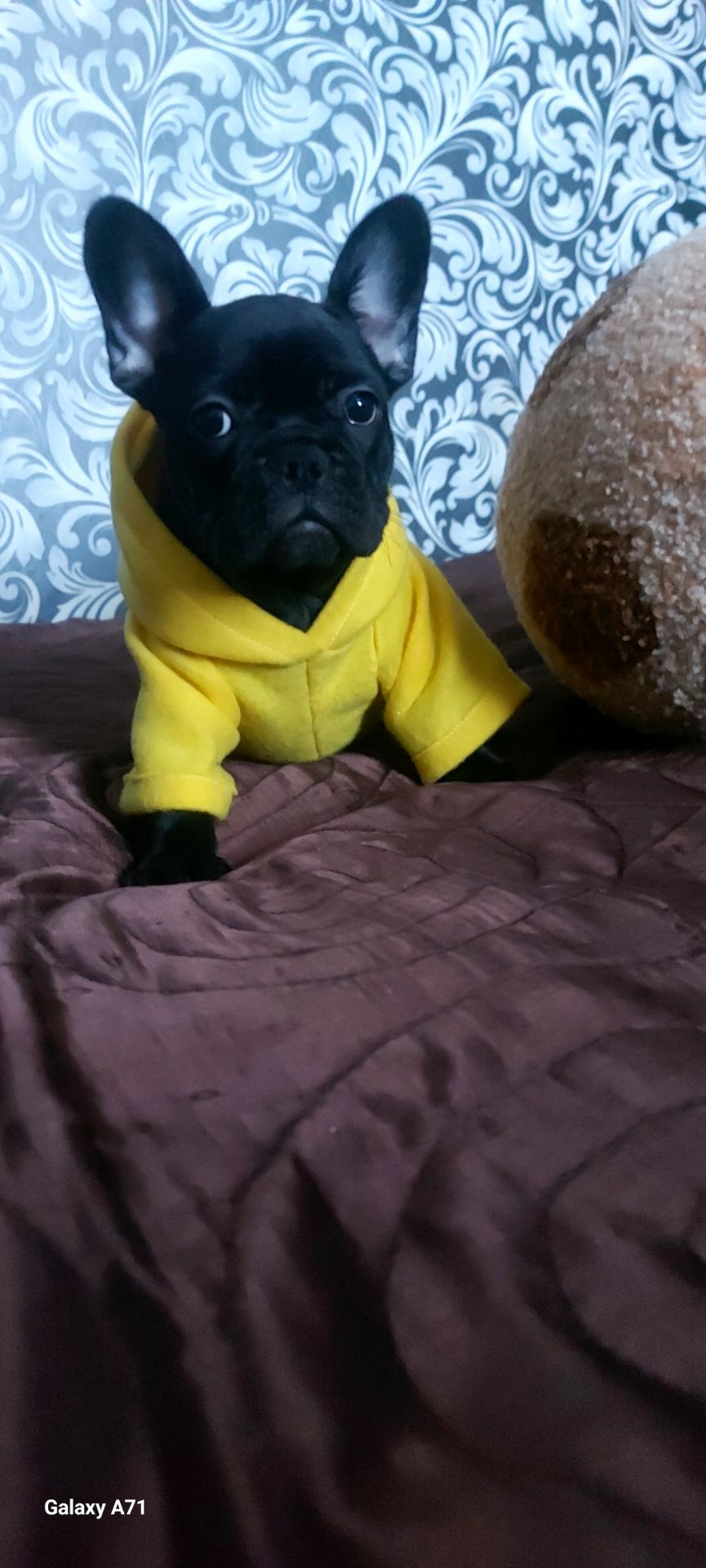 Чудова французька дівчинка