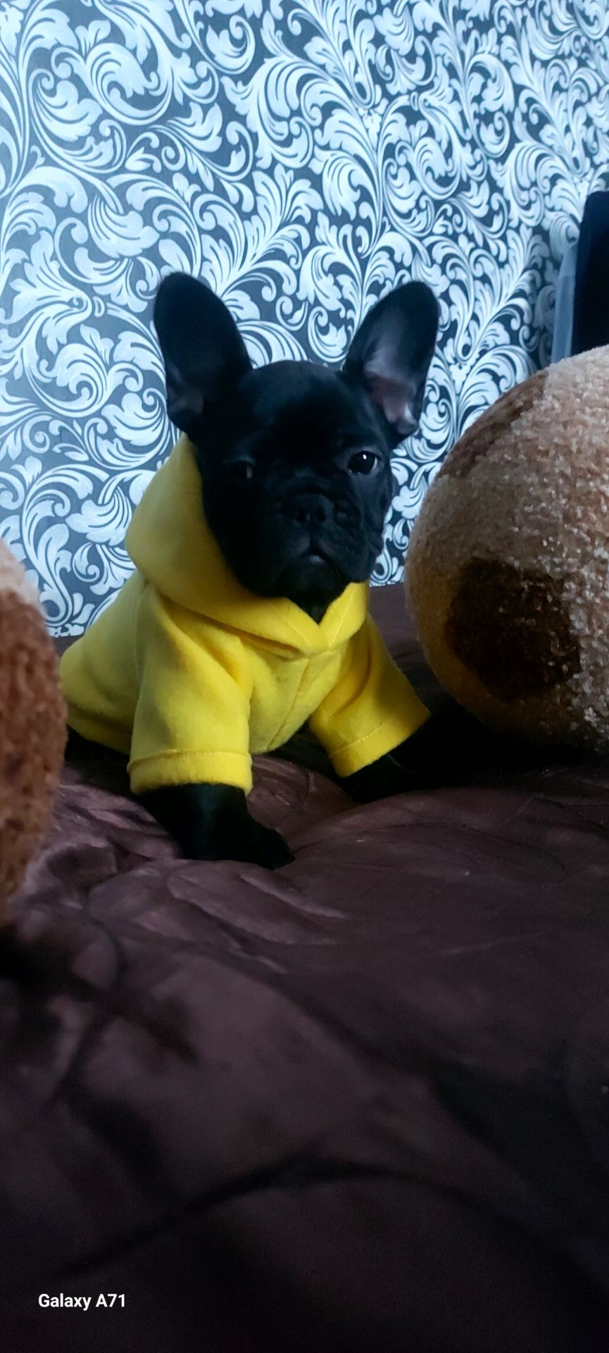 Чудова французька дівчинка