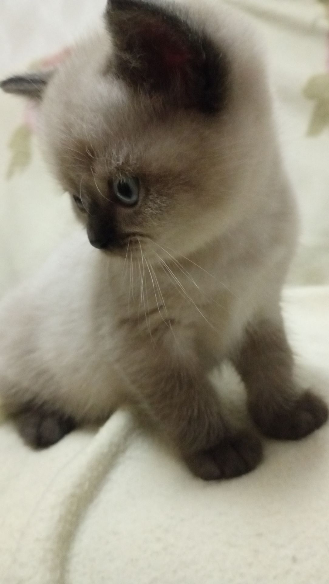 Шотландське кошеня скоттіш страйт