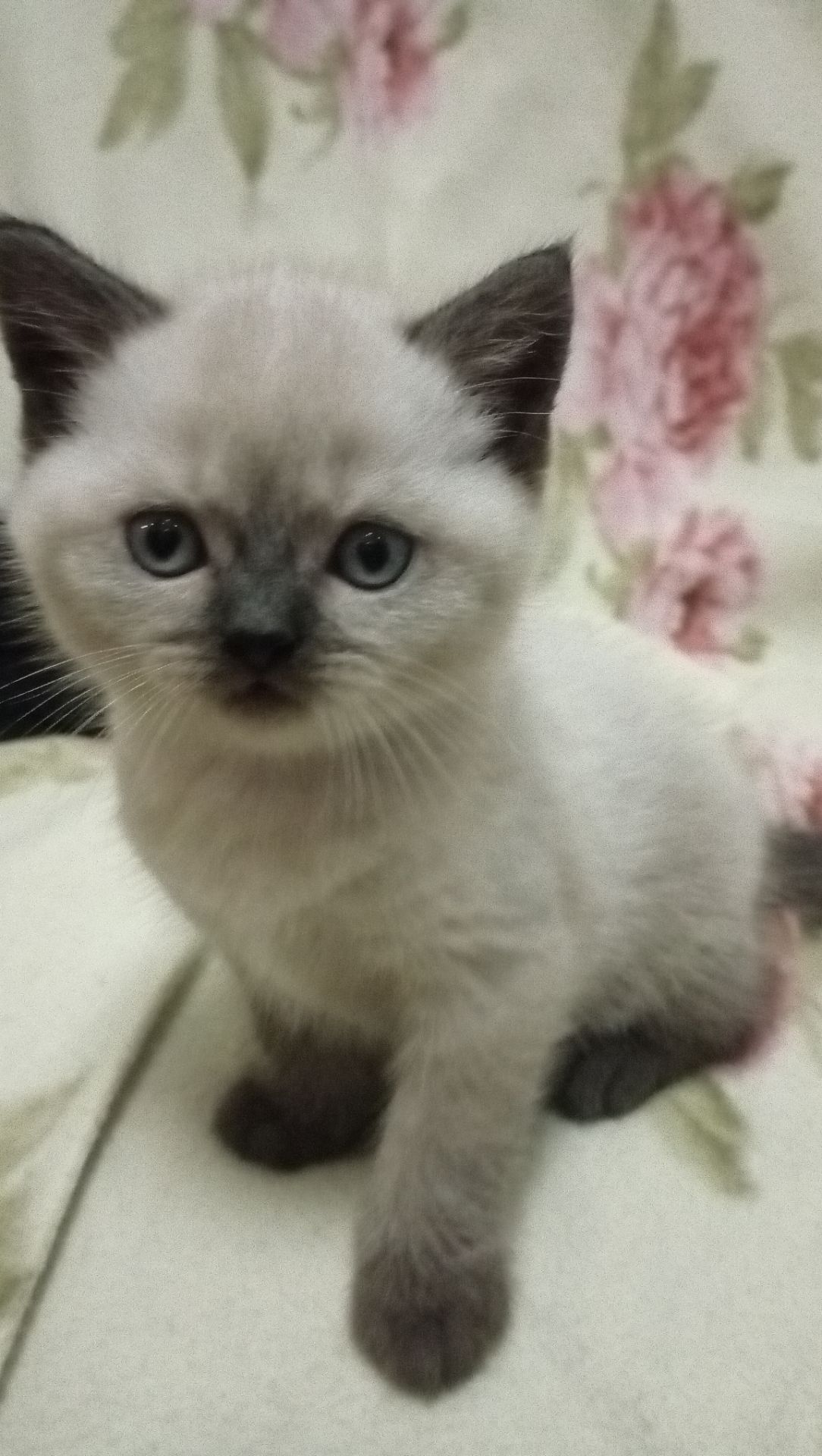 Шотландське кошеня скоттіш страйт