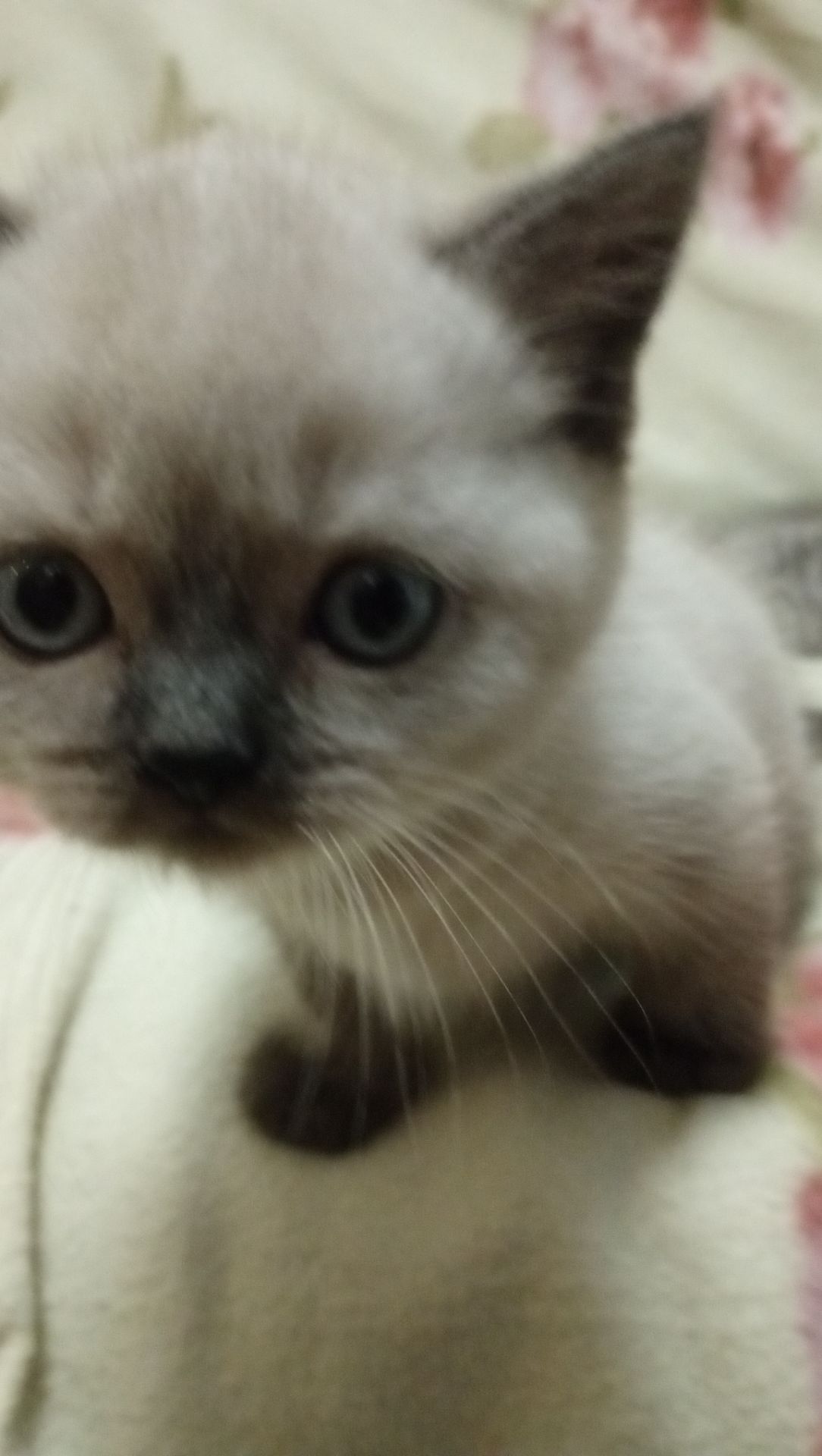 Шотландське кошеня скоттіш страйт