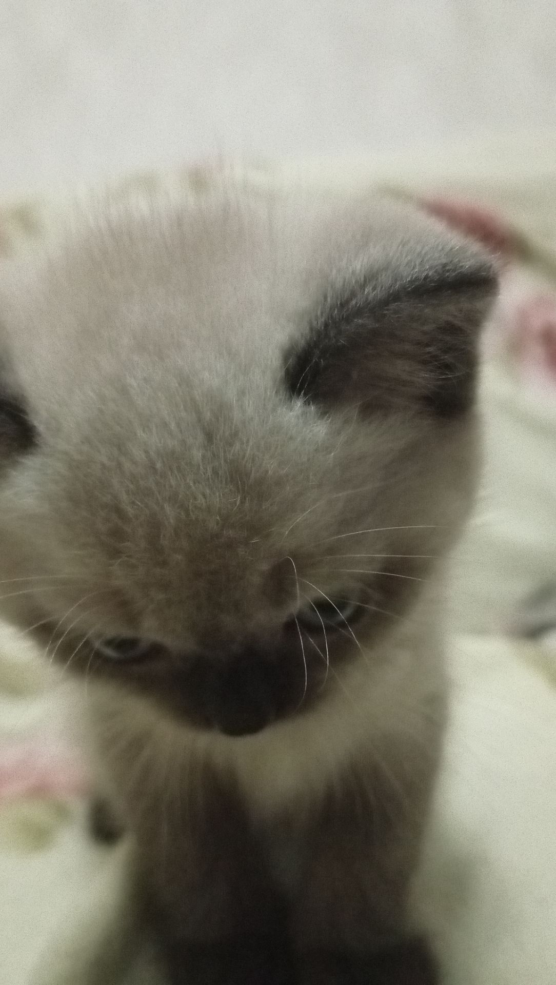 Шотландське кошеня скоттіш страйт