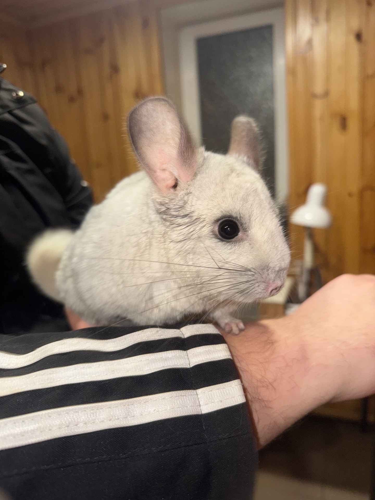 Шиншила шукає собі домівку