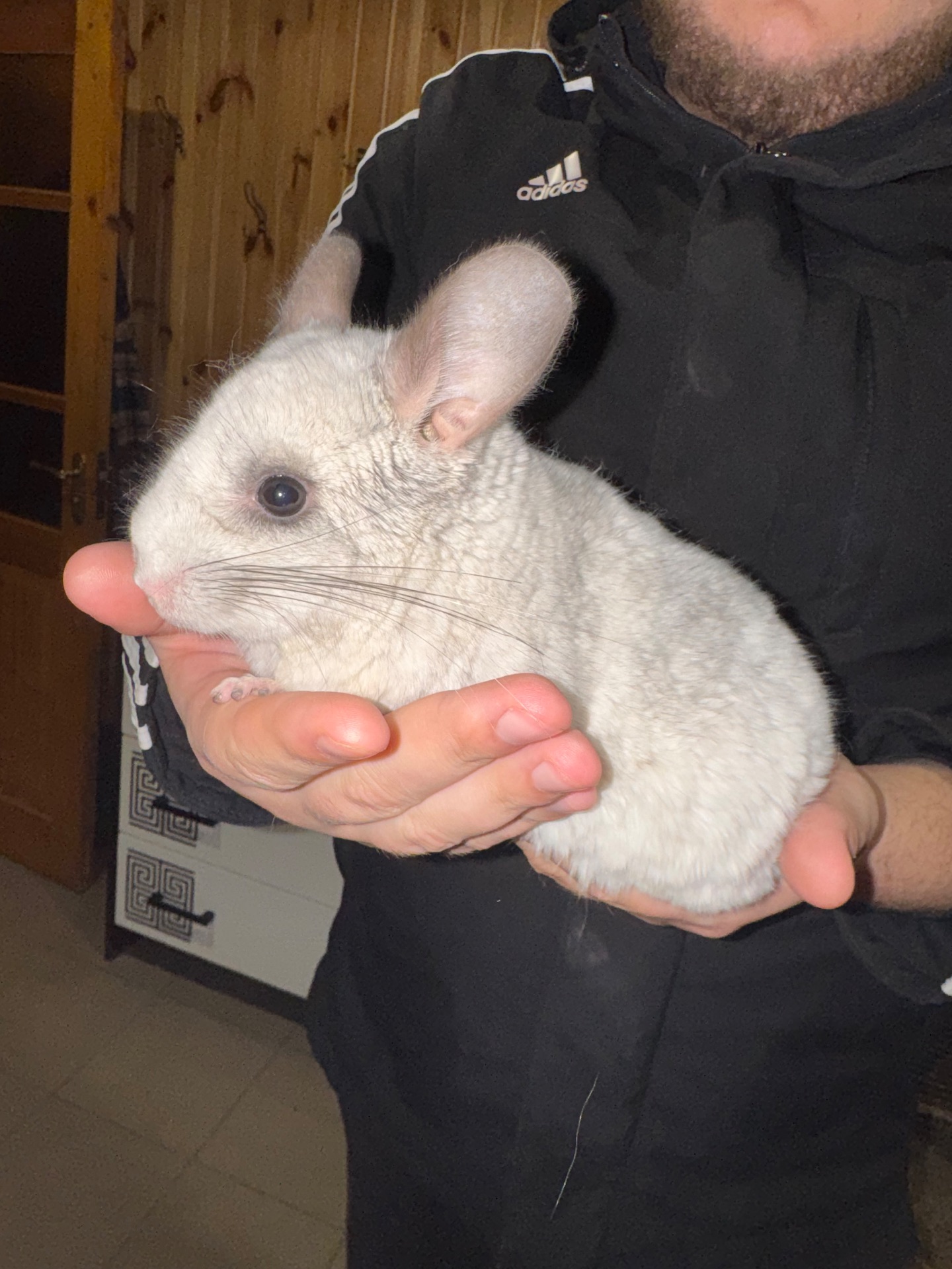 Шиншила шукає собі домівку