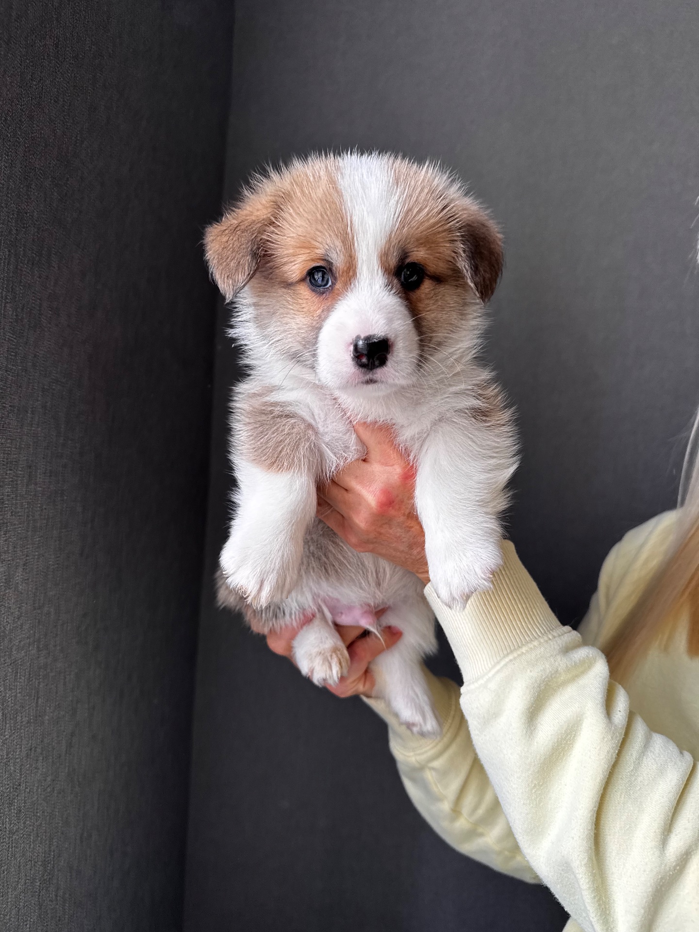 Цуценята Вельш-коргі пемброк