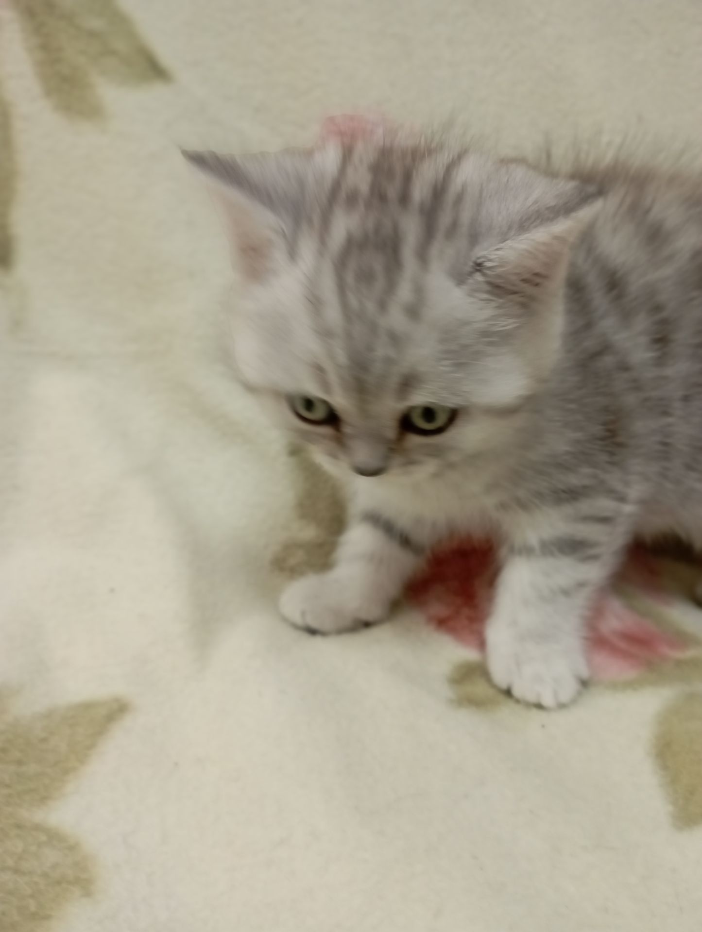 Шотландский котенок скоттиш страйт