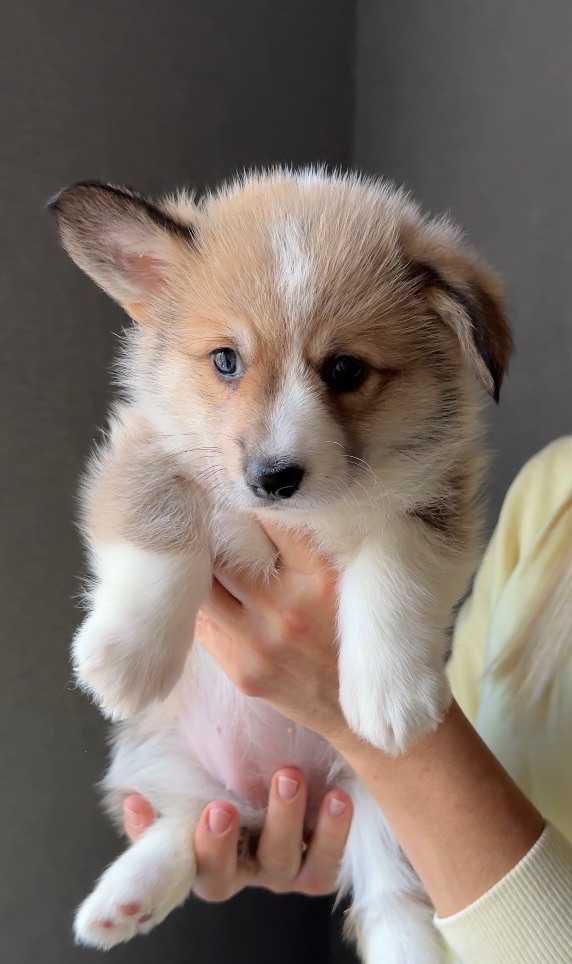 Цуценята Вельш-коргі пемброк