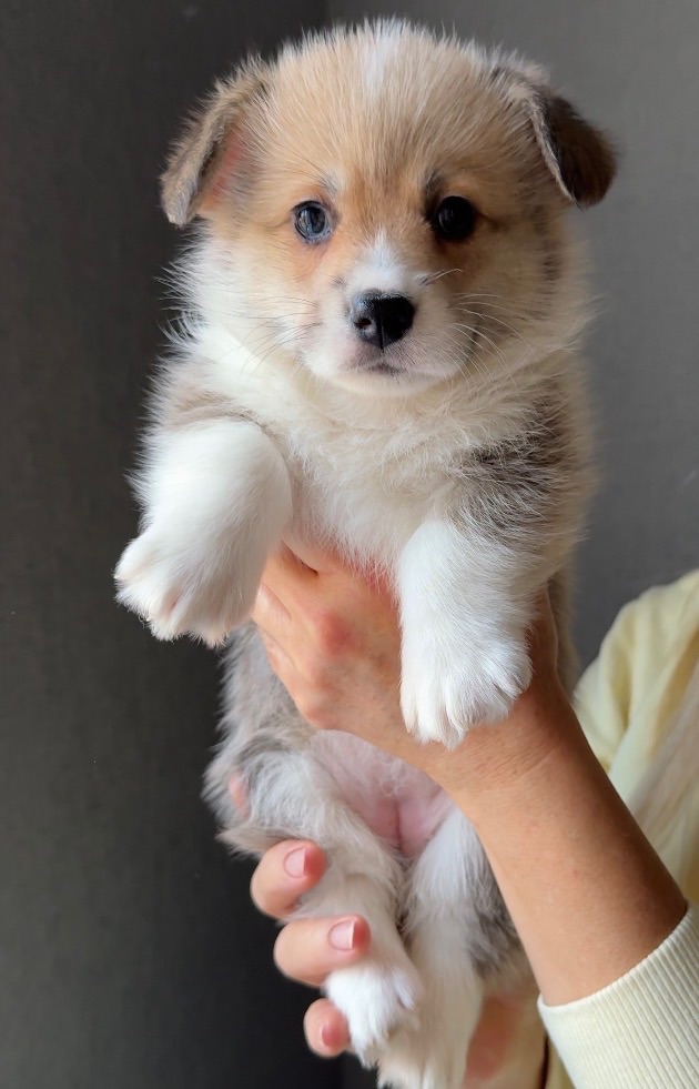 Цуценята Вельш-коргі пемброк