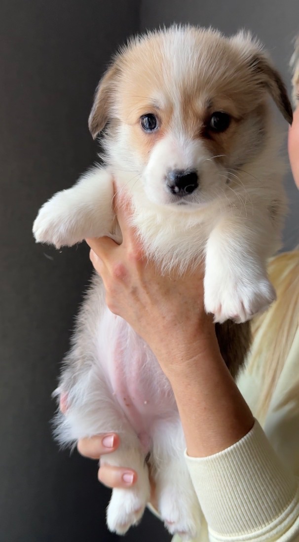 Цуценята Вельш-коргі пемброк