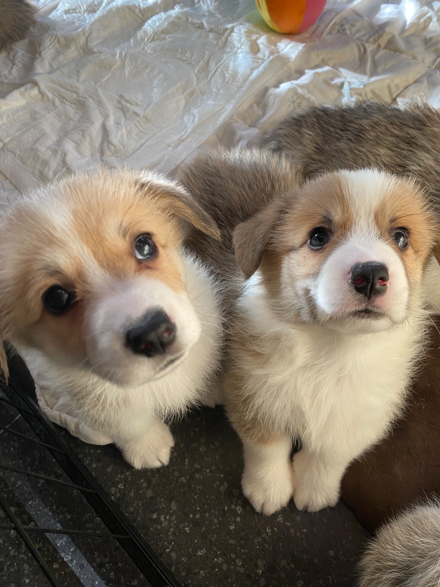 Цуценята Вельш-коргі пемброк