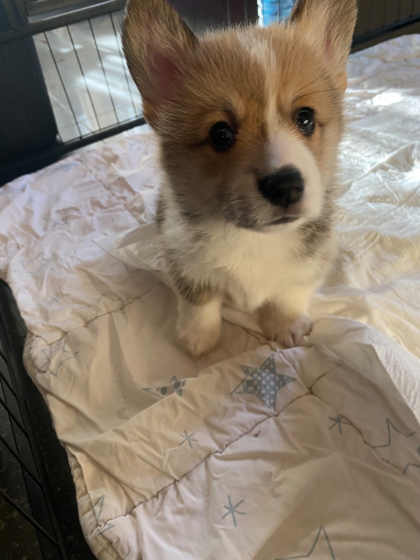 Цуценята Вельш-коргі пемброк