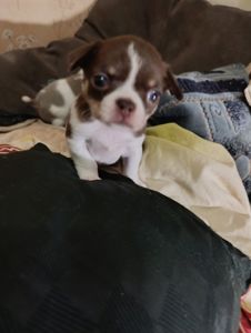 Цуцинята ЧИхуахуа дуже гарні ходять на пиленку