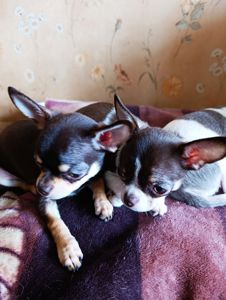 Цуцинята ЧИхуахуа дуже гарні ходять на пиленку