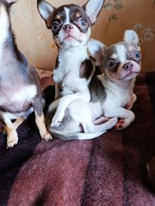 Цуцинята ЧИхуахуа дуже гарні ходять на пиленку